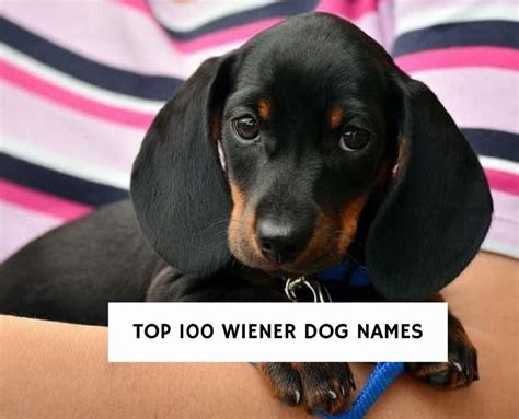 female wiener dog names